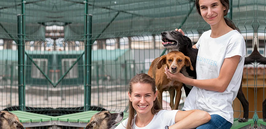 Animal Awareness
